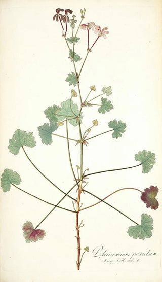 Nikolaus Joseph Freiherr von Jacquin - Pelargonium patulum.webp