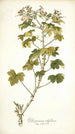 Pelargonium ribifolium - Nikolaus Joseph Freiherr von Jacquin — näkymä teoksesta