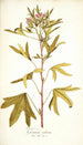 Pelargonium scabrum - Nikolaus Joseph Freiherr von Jacquin — näkymä teoksesta