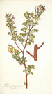 Pelargonium ternatum - Nikolaus Joseph Freiherr von Jacquin — näkymä teoksesta
