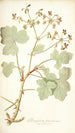 Pelargonium tomentosum - Nikolaus Joseph Freiherr von Jacquin — näkymä teoksesta