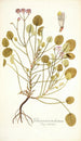 Pelargonium trichostemon - Nikolaus Joseph Freiherr von Jacquin — näkymä teoksesta