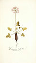 Pelargonium triphyllum - Nikolaus Joseph Freiherr von Jacquin — näkymä teoksesta