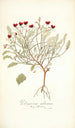 Pelargonium violareum - Nikolaus Joseph Freiherr von Jacquin — näkymä teoksesta