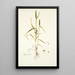 Phleum asperum - Nikolaus Joseph Freiherr von Jacquin — kehystetty taideteos seinällä