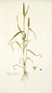 Phleum asperum - Nikolaus Joseph Freiherr von Jacquin — näkymä teoksesta