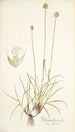 Phleum gerardi - Nikolaus Joseph Freiherr von Jacquin — näkymä teoksesta
