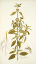 Phlomis caribaea - Nikolaus Joseph Freiherr von Jacquin — näkymä teoksesta