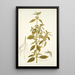 Phlomis caribaea - Nikolaus Joseph Freiherr von Jacquin — kehystetty taideteos seinällä
