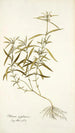Phlomis zeylanica - Nikolaus Joseph Freiherr von Jacquin — näkymä teoksesta