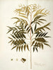 Phyllanthus speciosa - Nikolaus Joseph Freiherr von Jacquin — näkymä teoksesta