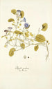 Physalis prostrata - Nikolaus Joseph Freiherr von Jacquin — näkymä teoksesta