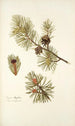 Pinus mughus - Nikolaus Joseph Freiherr von Jacquin — näkymä teoksesta