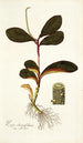 Piper clusiaefolium - Nikolaus Joseph Freiherr von Jacquin — näkymä teoksesta