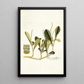 Nikolaus Joseph Freiherr von Jacquin - Piper cuneifolium.webp