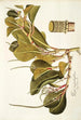 Piper magnoliaefolium - Nikolaus Joseph Freiherr von Jacquin — näkymä teoksesta