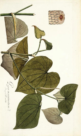 Nikolaus Joseph Freiherr von Jacquin - Piper marginatum.webp