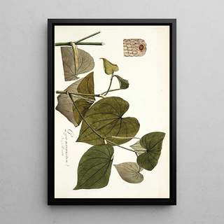 Nikolaus Joseph Freiherr von Jacquin - Piper marginatum.webp