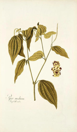 Nikolaus Joseph Freiherr von Jacquin - Piper medium.webp