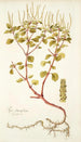 Piper obtusifolium - Nikolaus Joseph Freiherr von Jacquin — näkymä teoksesta