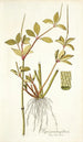 Piper pereskiaefolium - Nikolaus Joseph Freiherr von Jacquin — näkymä teoksesta