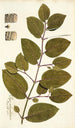 Piper tuberculatum - Nikolaus Joseph Freiherr von Jacquin — näkymä teoksesta