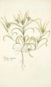Plantago aegyptiaca - Nikolaus Joseph Freiherr von Jacquin — näkymä teoksesta