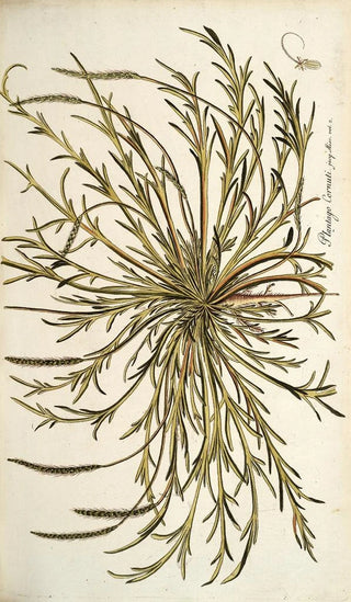 Nikolaus Joseph Freiherr von Jacquin - Plantago cornuti.webp