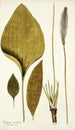 Plantago maxima - Nikolaus Joseph Freiherr von Jacquin — näkymä teoksesta