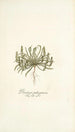 Plantago patagonica - Nikolaus Joseph Freiherr von Jacquin — näkymä teoksesta