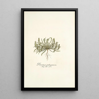 Nikolaus Joseph Freiherr von Jacquin - Plantago patagonica.webp