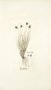 Poa disticha - Nikolaus Joseph Freiherr von Jacquin — näkymä teoksesta