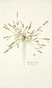 Poa peruviana - Nikolaus Joseph Freiherr von Jacquin — näkymä teoksesta