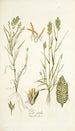 Poa sicula - Nikolaus Joseph Freiherr von Jacquin — näkymä teoksesta