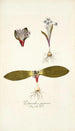 Polyanthes pygmaea - Nikolaus Joseph Freiherr von Jacquin — näkymä teoksesta