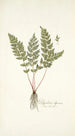 Polypodium alpinum - Nikolaus Joseph Freiherr von Jacquin — näkymä teoksesta