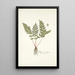 Polypodium alpinum - Nikolaus Joseph Freiherr von Jacquin — kehystetty taideteos seinällä