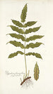 Polypodium fraxinifolium - Nikolaus Joseph Freiherr von Jacquin — näkymä teoksesta