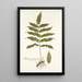Polypodium fraxinifolium - Nikolaus Joseph Freiherr von Jacquin — kehystetty taideteos seinällä