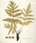 Polypodium hippocrepis - Nikolaus Joseph Freiherr von Jacquin — näkymä teoksesta