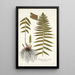 Polypodium molle - Nikolaus Joseph Freiherr von Jacquin — kehystetty taideteos seinällä