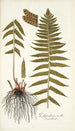 Polypodium molle - Nikolaus Joseph Freiherr von Jacquin — näkymä teoksesta