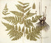 Polypodium multifidum - Nikolaus Joseph Freiherr von Jacquin — näkymä teoksesta