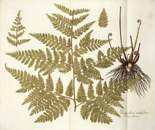 Polypodium multifidum - Nikolaus Joseph Freiherr von Jacquin — näkymä teoksesta
