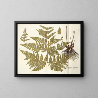 Polypodium multifidum - Nikolaus Joseph Freiherr von Jacquin — kehystetty taideteos seinällä