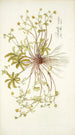 Potentilla opaca - Nikolaus Joseph Freiherr von Jacquin — näkymä teoksesta