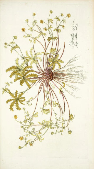 Nikolaus Joseph Freiherr von Jacquin - Potentilla opaca.webp