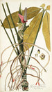 Pothos palmata - Nikolaus Joseph Freiherr von Jacquin — näkymä teoksesta