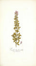 Psoralea bipedunculata - Nikolaus Joseph Freiherr von Jacquin — näkymä teoksesta