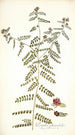 Psoralea phymatodes - Nikolaus Joseph Freiherr von Jacquin — näkymä teoksesta